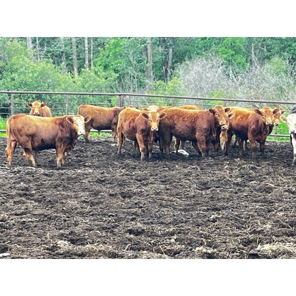 Larnie's Bar 3K Ranch - 790# July Delivery Bulls - 68 Head (Onoway, AB)