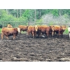 Image 1 : Larnie's Bar 3K Ranch - 790# July Delivery Bulls - 68 Head (Onoway, AB)
