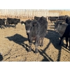 Image 7 : Drew Bayes - 675# Jan/Feb Delivery Steers - 87 Head (Trochu, AB)