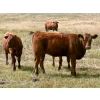Image 3 : Wilson Grande Coulee Ranch - 600# Sept/Oct Delivery Heifer Calves - 30 Head (East Coulee, AB) VBP+