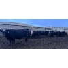 Image 7 : Wyatt & Meg Isaacson - 942# April Delivery Steers - 126 Head (Killdeer, SK)