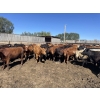 Image 6 : South Ridge Simmentals - 730# Sept/Oct Yearling Heifers - 180 Head (Monarch, AB)