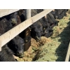 Image 9 : Van Hal Livestock Inc. - 33 Black Angus Replacement Heifers (Seven Persons, AB)