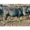 Image 4 : Baintree Angus - 29 Open Cows (Sundre, AB)