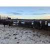 Image 6 : Cody Jackson - 965# January Delivery Steers - 105 Head (Sundre, AB)