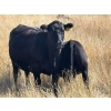 Image 9 : Prairie Haven Whitetails/Meier Land & Livestock - 620# November Steer Calves - 75 Head (Hays, AB)