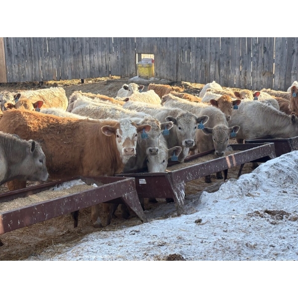 Corey & Lisa Barnett - 800# March Delivery Steers - 41 Head (Moose Jaw, SK)