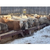 Image 1 : Corey & Lisa Barnett - 800# March Delivery Steers - 41 Head (Moose Jaw, SK)