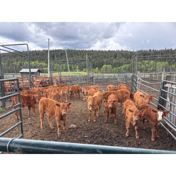 130 Mile Ranch - 600# October Delivery Steer Calves - 90 Head (Lac La Hache, BC)