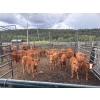 Image 1 : 130 Mile Ranch - 600# October Delivery Steer Calves - 90 Head (Lac La Hache, BC)