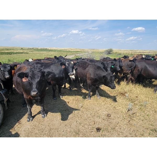 McDougald Ranch Ltd. - 950# September Grass Steers - 160 Head (Maple Creek, SK)