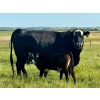 Image 2 : Bruce & Heather Clayton - 600# December Delivery Steer Calves - 100 Head (Strathmore, AB)