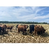 Image 7 : Pembina Ranching - 1060# August Grass Steers - 116 Head (Drayton Valley, AB)