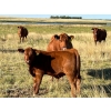 Image 6 : Evans Family (Gary, Carla & Keith) - 600# Steer Calves - 100 Head (Bassano, AB)
