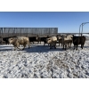Image 2 : 6U Cattle Company - 1075# April Delivery Steers - 52 Head (Manning, AB) VBP+