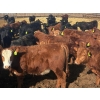 Image 5 : Van Hall Cattle Co. - 980# April Delivery Steers - 120 Head (Scandia, AB)