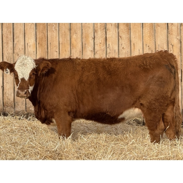 Marcinek Cattle Company - 4 RBF Simm/Angus X Bred Heifers (Condor, AB)