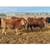 Image 8 : Stahlville Colony - 960# January Delivery Steers - 188 Head (Rockyford, AB)