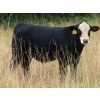 Image 6 : Leib Farm & Ranch Ltd. - 715# November Delivery Steer Calves - 85 Head (Southey, SK)