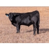 Image 1 : 6R Farms - 690# October Delivery Steer Calves - 155 Head (Stettler, AB)