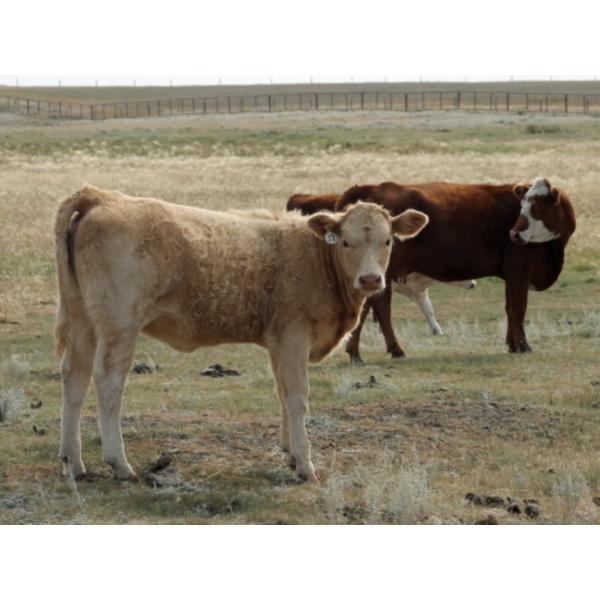 F Nester Ranching - 530# October Delivery Heifer Calves - 100 Head (Picture Butte, AB) VBP+