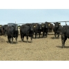 Image 2 : Hegedys Ranching - 970# May Delivery Steers - 160 Head (Acme, AB)