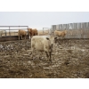 Image 23 : Vossepoel Cattle Co. - 680# December Delivery Weaned Steers - 250 Head (Tilley, AB)