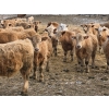 Image 6 : Bauer Ranching - 910# February Delivery Steers - 193 Head (Hilda, AB)