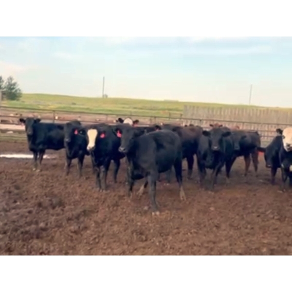 Cross Bar Ranch - 930# June Delivery Heifers - 70 Head (Consort, AB)