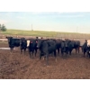 60  Cross Bar Ranch  930 June Delivery Heifers  70 Head (Consort, AB)