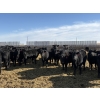 Image 3 : 9 Bar Ranch - 800# February Delivery Heifers - 63 Head (Taber, AB) VBP+