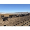Image 4 : 6U Cattle Company - 70 Black Angus X Replacement Heifers (Manning, AB)