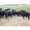 Image 5 : Right Cross Ranch - 525# November Delivery Steer Calves - 300 Head (Gapview, SK)