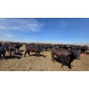 Image 9 : Amber Mountain Farms - 640# May Delivery Heifers - 205 Head (Vauxhall, AB)
