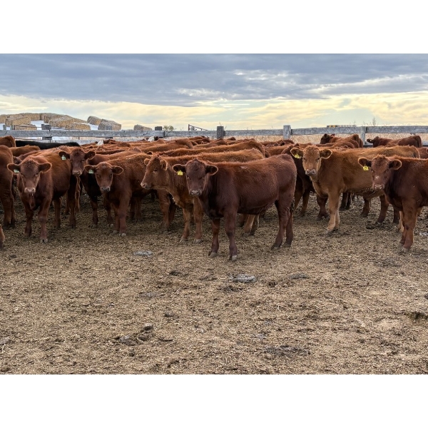 Wayne & Brian Slenders - 750# December Delivery Weaned Steers - 69 Head (Scandia, AB)