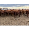 Image 1 : Wayne & Brian Slenders - 750# December Delivery Weaned Steers - 69 Head (Scandia, AB)