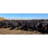 Image 9 : Amber Mountain Farms - 690# May Delivery Heifers - 200 Head (Vauxhall, AB)