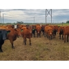 Image 5 : Tyton Farms Ltd. - 960# September Delivery Grass Heifers - 65 Head (Birtle, MB) VBP+