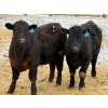 Image 3 : Ugly Head Feeders - 840# April Delivery Steers - 75 Head (Killam, AB)