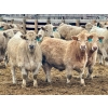 Image 4 : Stahlville Colony - 990# January Delivery Steers - 92 Head (Rockyford, AB)
