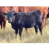 Image 5 : JR Cattle Company Ltd. - 510# October Delivery Heifer Calves - 30 Head (Fort Macleod, AB)