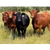 Image 5 : Riverbend Ranch - 1000# October Delivery Grass Steers - 120 Head (Coronation, AB)