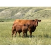 Image 3 : L & J Murray Ranches - 580# October Delivery Steer Calves - 90 Head (Picture Butte, AB)