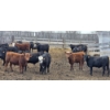 Image 5 : Block's Ranching Ltd. - 750# May Delivery Steers - 42 Head (Bow Island, AB)