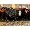 Image 6 : Brush Hills Ranch - 735# February Delivery Steers - 67 Head (Bentley, AB)