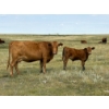 Image 7 : Colter Malloy - 550# November Delivery Steer Calves - 100 Head (Pollockville, AB)