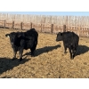 Image 4 : Drew Bayes - 820# Jan/Feb Delivery Steers - 49 Head (Trochu, AB)