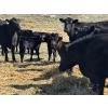 Image 2 : Birch Lake Ranch & W1 Ranching - 550# October Delivery Steer Calves - 100 Head (Medicine Hat, AB)
