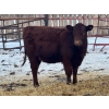 Image 9 : Blue Moon Cattle Co. - 800# March Delivery Weaned Heifers - 60 Head (Irricana, AB)
