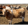 Image 12 : Dennis Bjelland - 975# May Delivery Heifers - 45 Head (Patricia, AB)